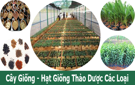 Cây & Hạt Giống Thảo Dược