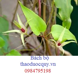 Bách Bộ