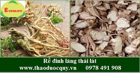 Rễ đinh lăng / Củ đinh lăng khô