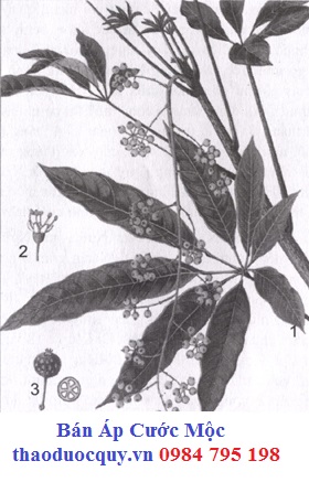 Áp Cước Mộc