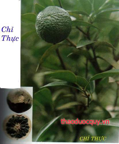 Chỉ Thực