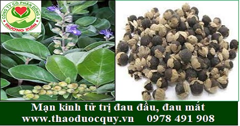 Mạn kinh tử trị đau đầu, đau mắt, cao huyết áp Mạn kinh tử trị đau đầu, đau mắt, cao huyết áp