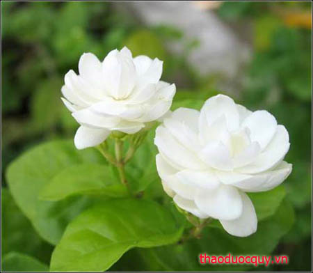 Nhài
