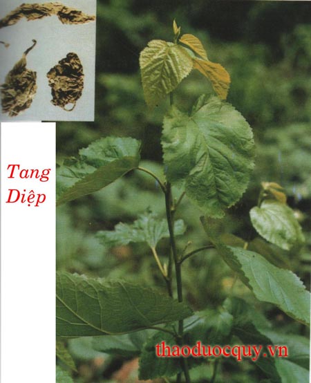 Tang Diệp