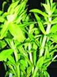 6 bài thuốc từ cây rau ngổ