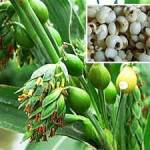 Cháo thuốc, trừ ho, tiêu đờm