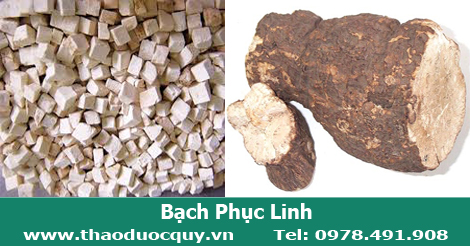 Bạch phục linh