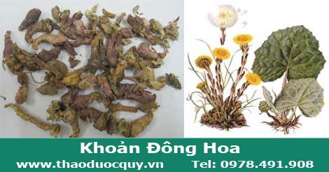 Cây khoản đông hoa