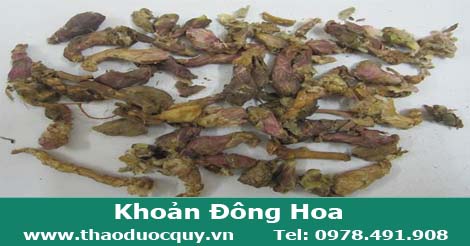 khoản đông hoa trị viêm phế quản, hen suyễn, lao phổi